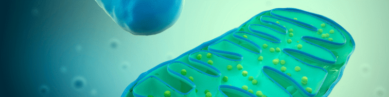 Banner illustration of mitochondria, the energy-producing structures in our cells