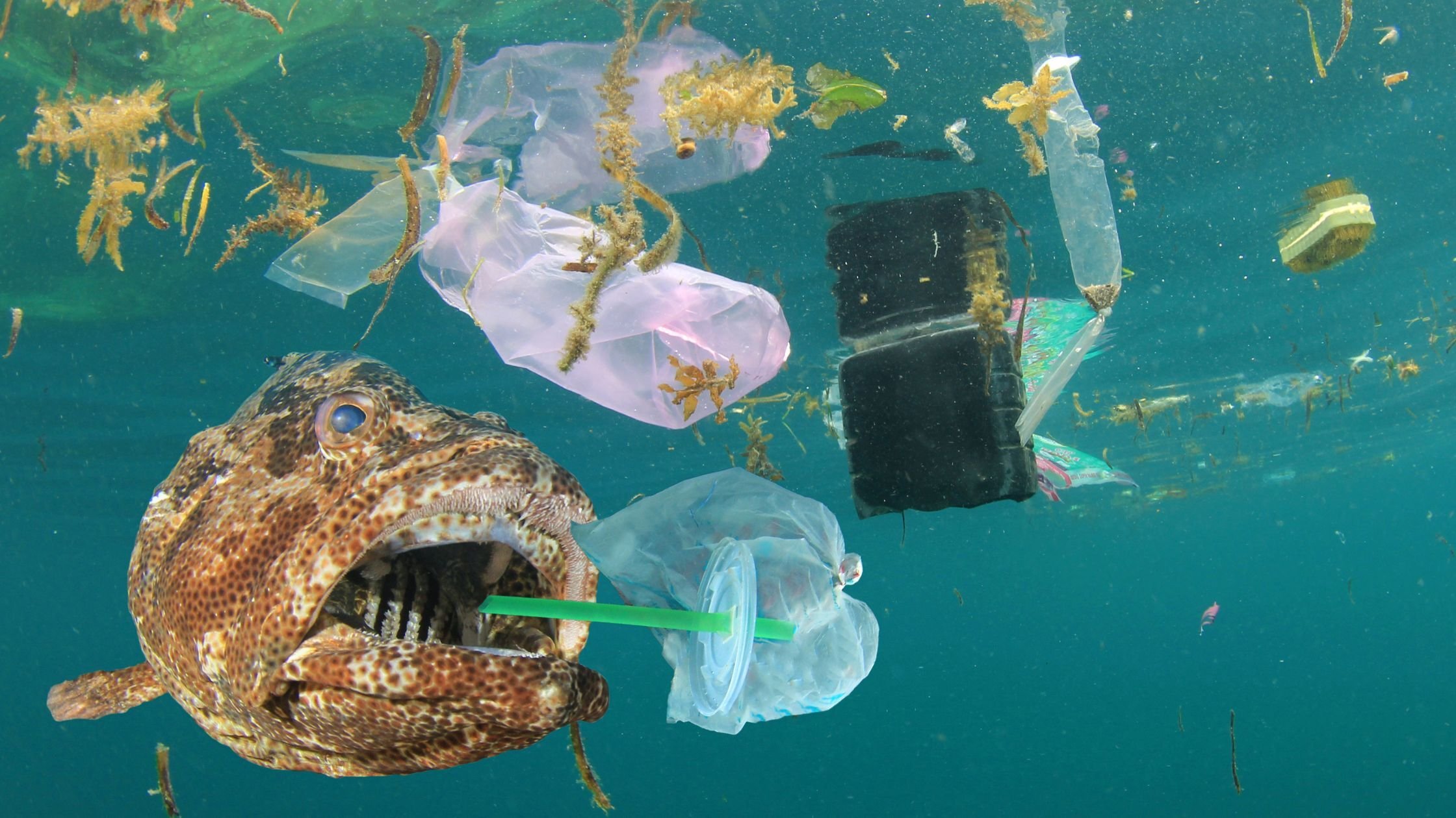 plastic in ocean